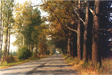 Старая усадебная аллея