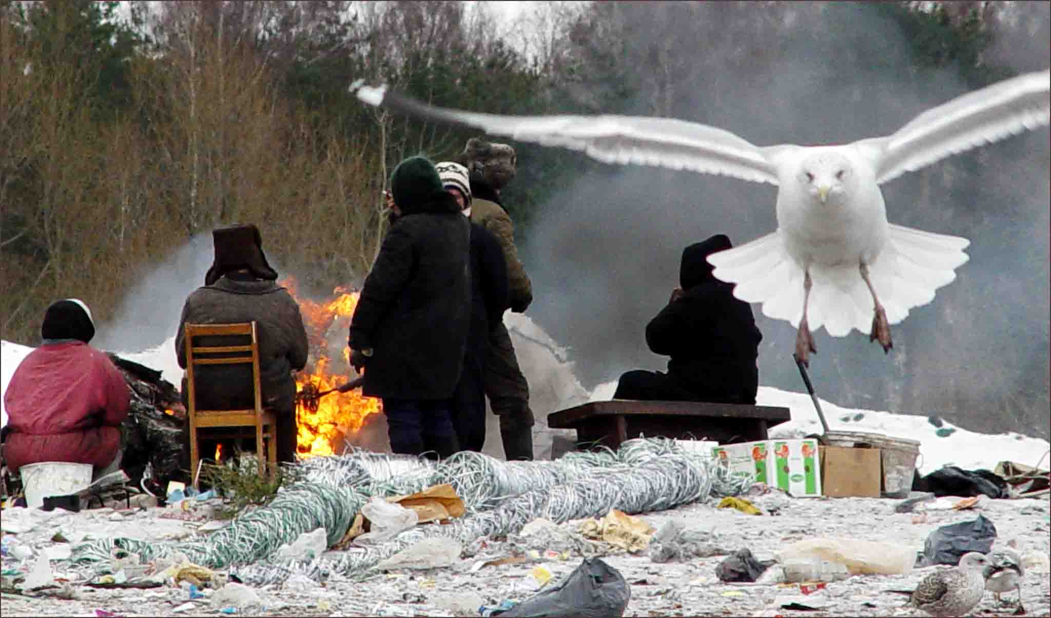 Svalka: xarmonija bezdomnyx i prirody