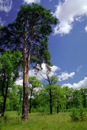 Дубрава(2)