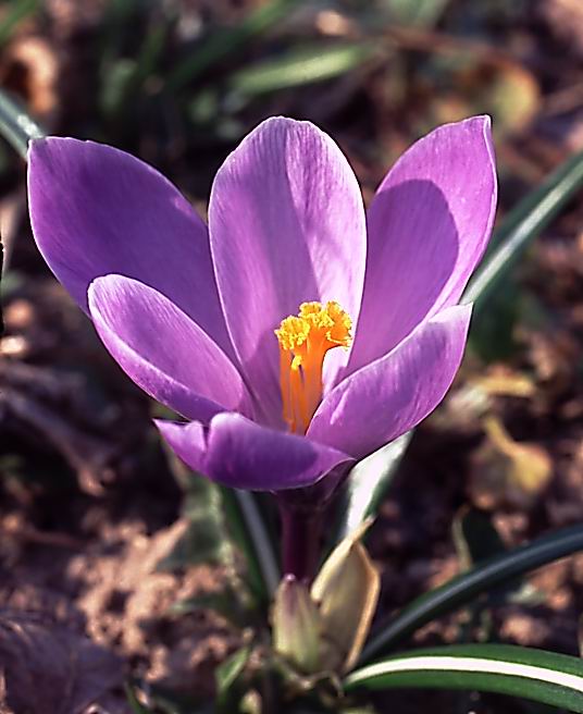 Gerald of Spring, violet entailment.