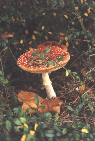 Мухомор