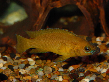 Lamprologus