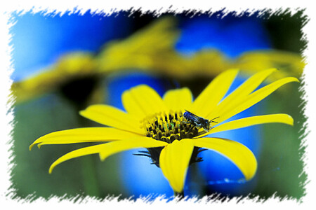 FLOWER
