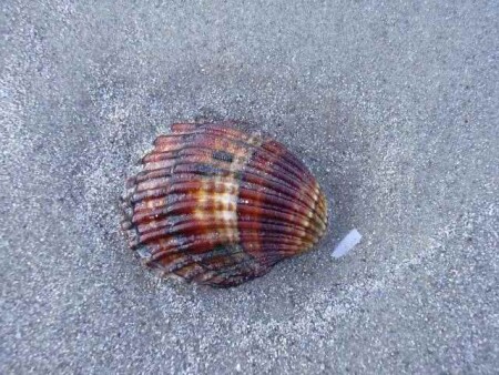 Морской дикообраз