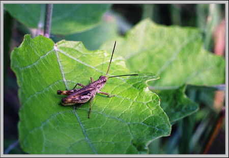 насекомое на листе