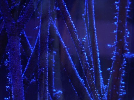 Фантастический лес