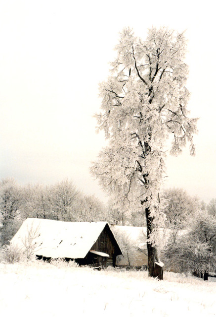 Tischina
