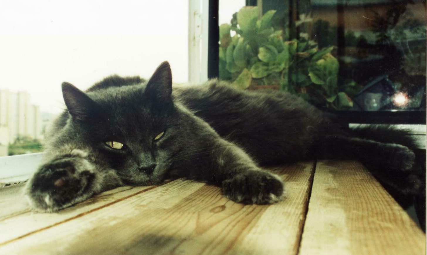 Кошака