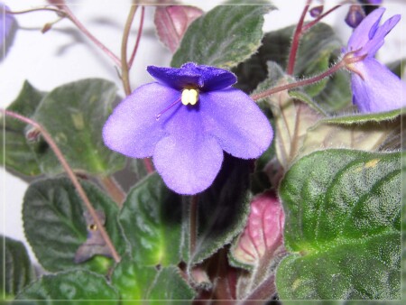 Глазки и слезки