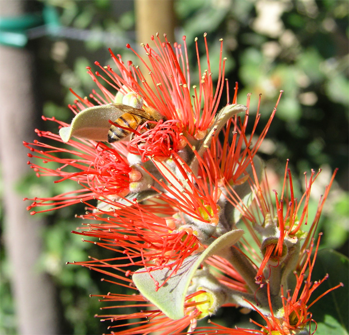 december bee