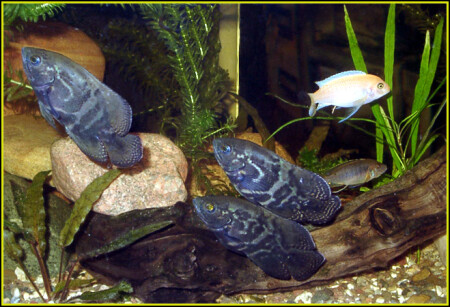 Акара - оскар