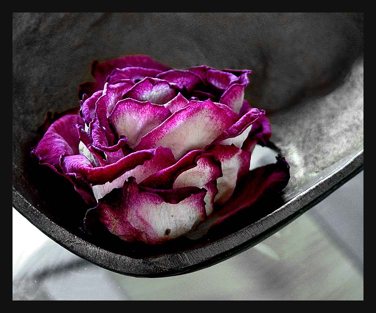 Pink Rose