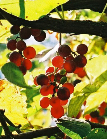 преобразование энергии