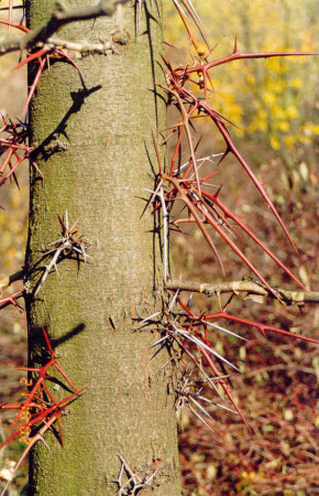 невозможно не увидеть