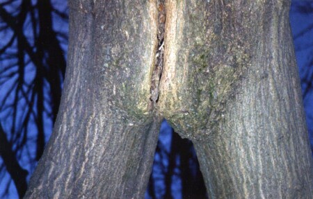 Female wood