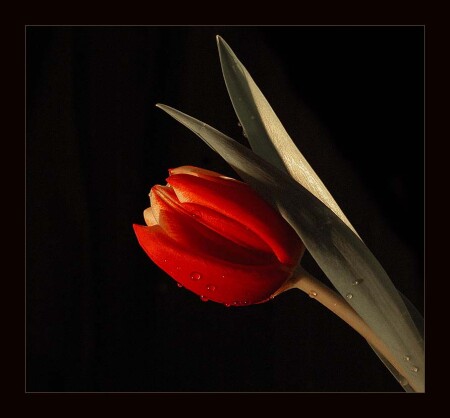 тюльпан