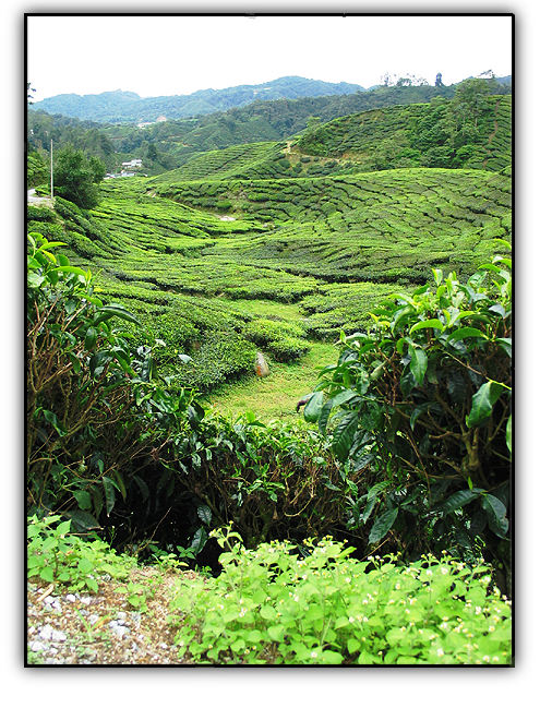 Boh Tea Estate. Зарисовка 1.