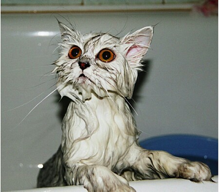 С какой я планеты?