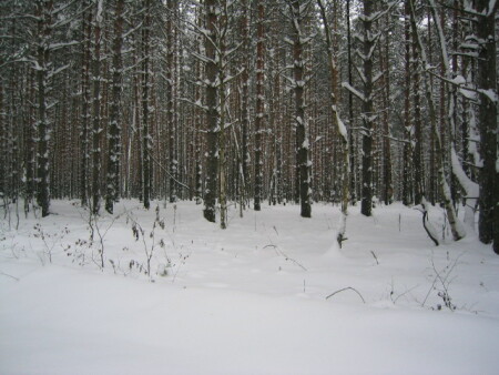 зима в лесу