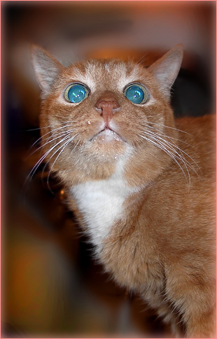 это мой кот!