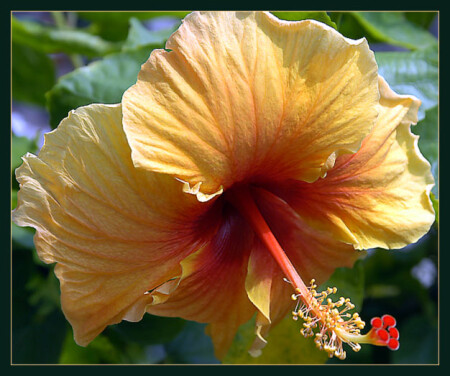 Hibiscus