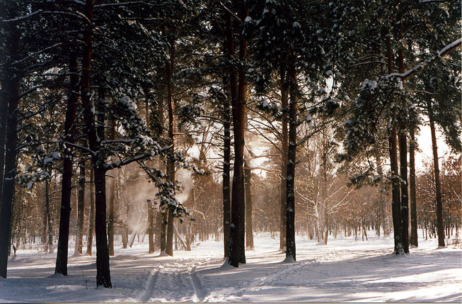 зимний лес