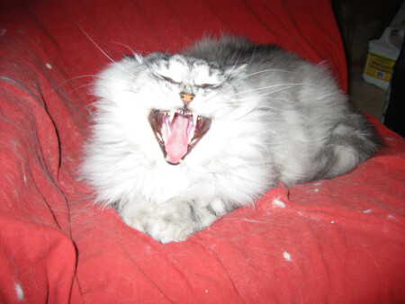 Хищный Зверь