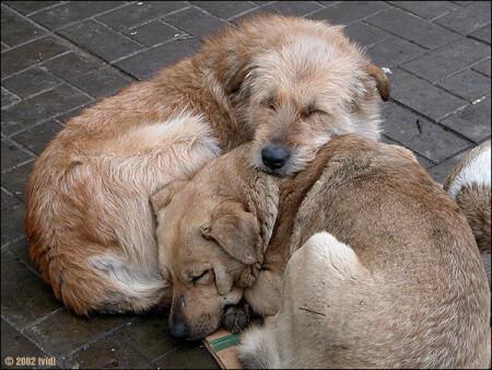 Бомжи. Любовь.