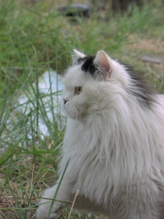 как дам лапой