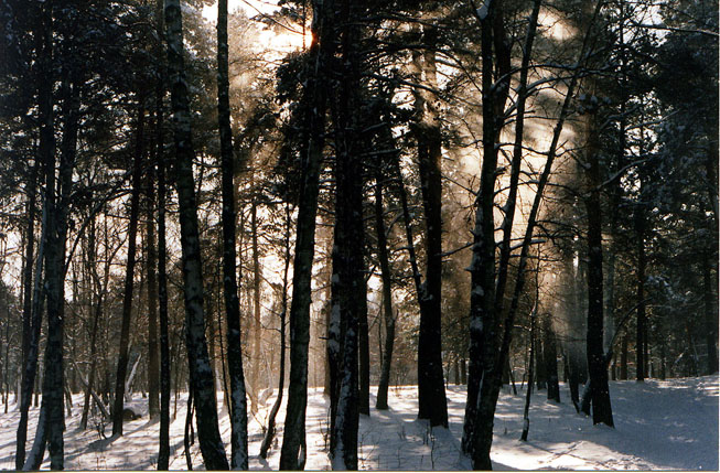 зимний лес 2