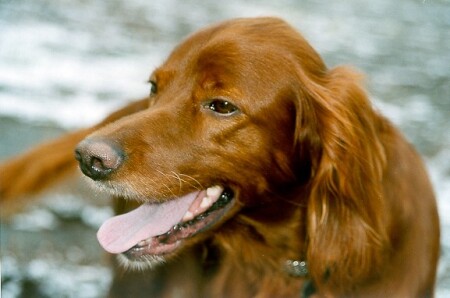 Рыжий вихрь