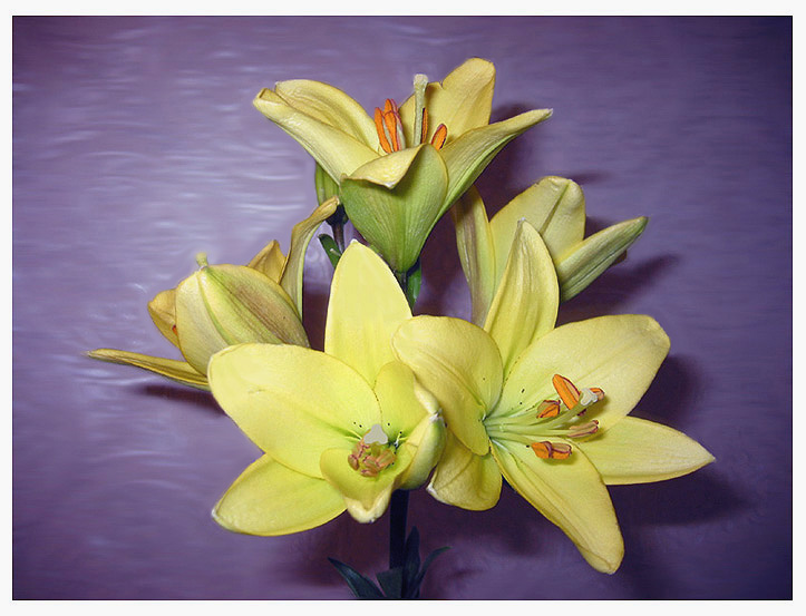 Lily (v.2).