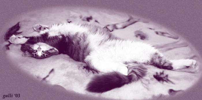Кошачье ню