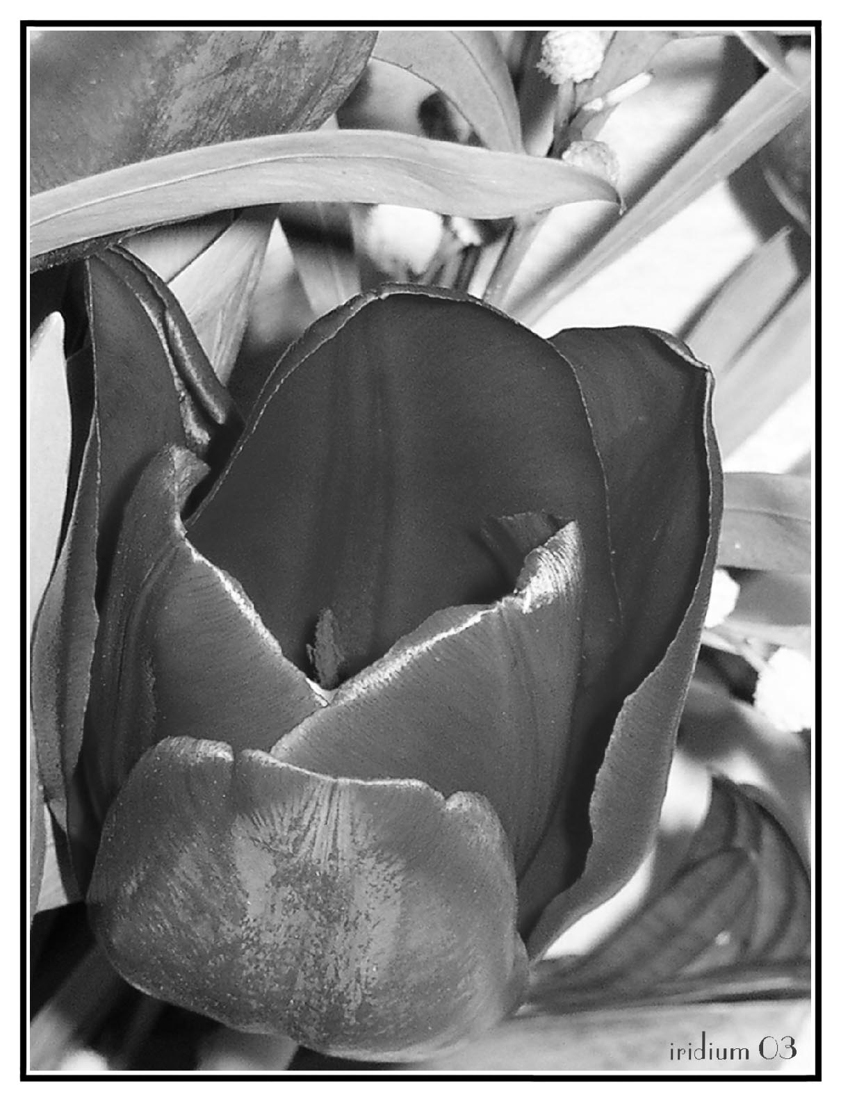 *** Flow..b&w ***