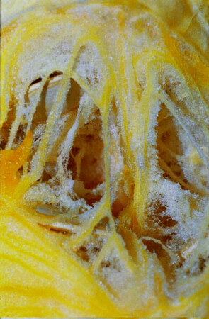 В дебрях и чащах