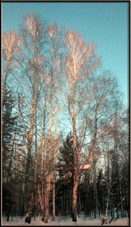 Утренние березы