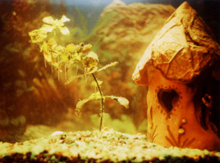UnderWater