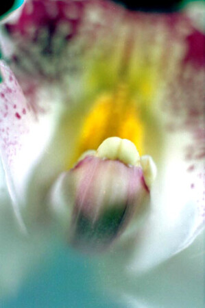 Без названия