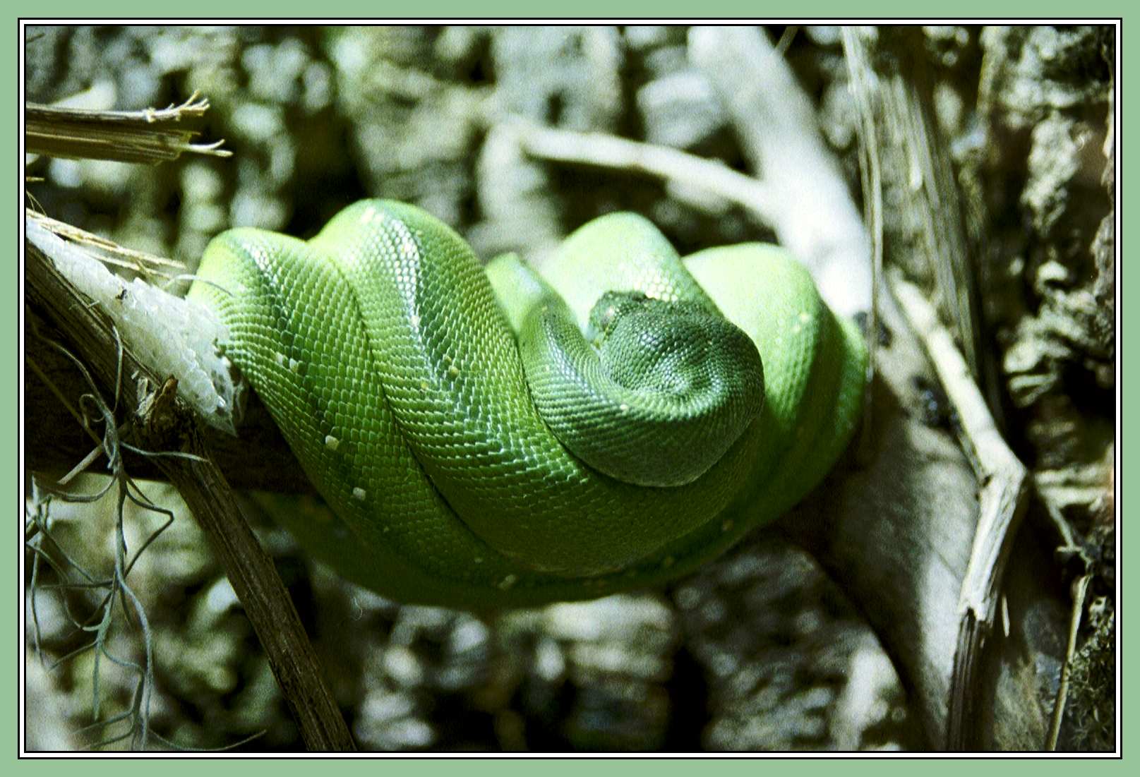 Python