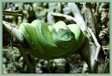 Python