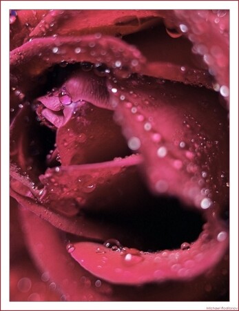 La rose erotique