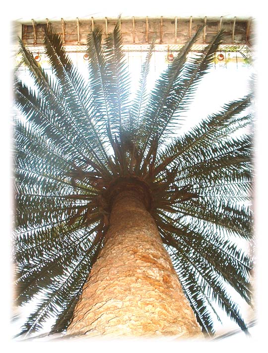 &quot;Palma a Palermo&quot;