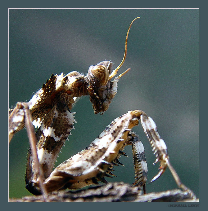 УСТАВШИЙ ПИЛИГРИМ.
