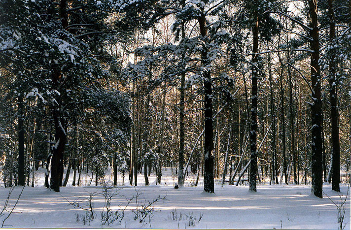 зимний лес 3
