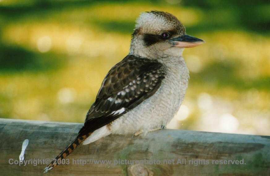 Один из Австралийских символов - Kookaburra