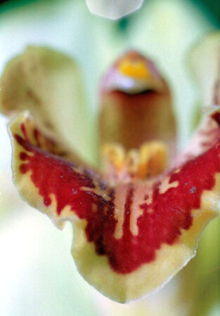 Без названия III