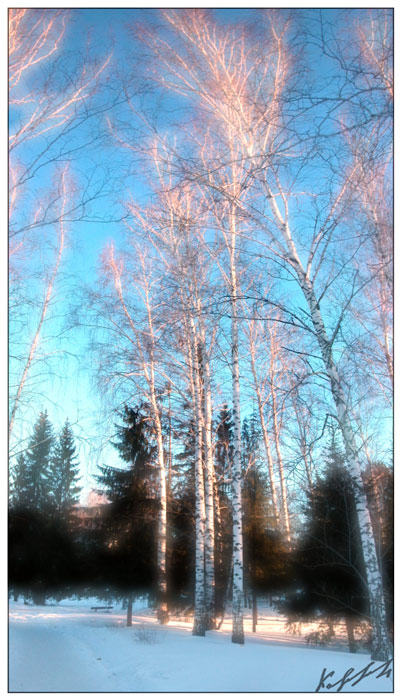 Утренние березы - 4