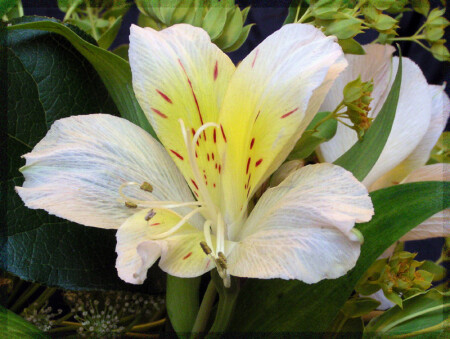 Фрагмент букета