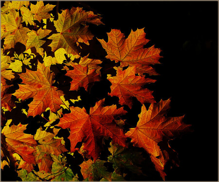 полураспад