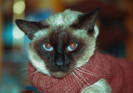 Зима 2003 года - укор работникам теплосетей.